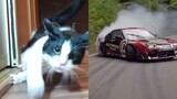 Mèo và xe hơi có điểm gì giống nhau?