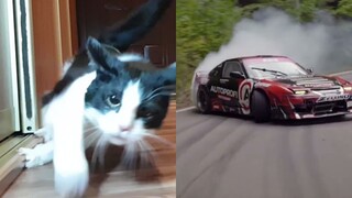 สิ่งที่แมว และรถยนต์มีเหมือนกัน