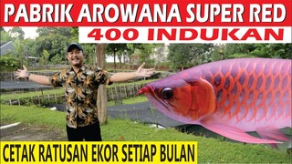 WAR BIASAH !!! PETERNAKAN AROWANA SUPER RED 400 INDUKAN CETAK RATUSAN EKOR PER BULAN