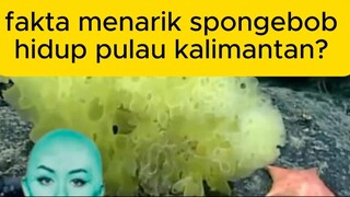 spongebob hidup di pulau kalimantan?