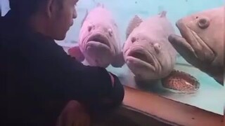 🐟: 👁️👄👁️