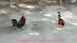 BonecrusherGilmore vs gull