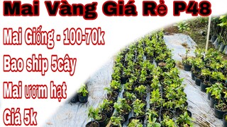 mai vàng giá rẻ p48 | 0373398572 Chị Hạnh | mai giống các loại giá 70k-100k - mai con ươm hạt giá 5k