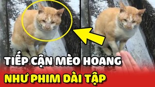 Hành trình tiếp cận bé MÈO HOANG tên Khè cọc cằn khó tính  | Yêu Lu