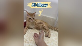 Nhân vật chưa từng lộ diện đã xuất hiện rùi nèn mn ưi vitaminmeo mèo cat meota catsoftiktok catlover meow vitaminmèo yeudongvat xuhuong