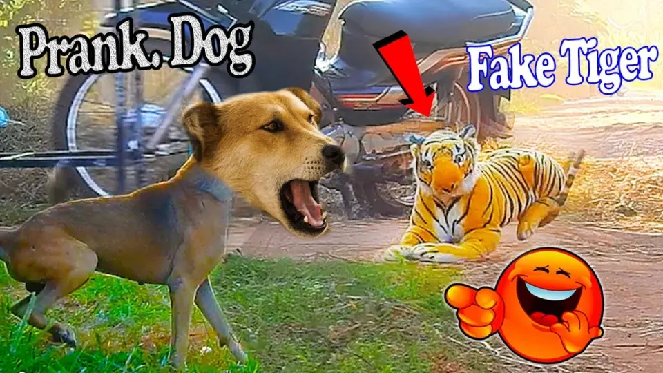 Top Funny Prank Video 2022, Dog Sleep Video - Bilibili