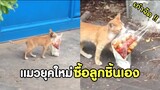 แมวยุคใหม่ ไปซื้อลูกกินเองได้โว๊ยย !! #รวมคลิปฮาพากย์ไทย