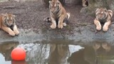 【Tigers】The Cubs' Toy Had Fallen into the Water