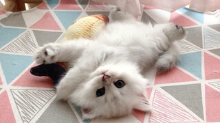 来吸口小奶猫治愈一下？