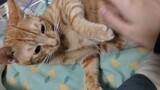 [Thú cưng] Mèo nhà tôi sắp sinh rồi, sờ vào bụng nó mèo con đã đá tôi