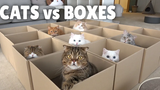 แมว vs กล่อง กิตติซอรัส