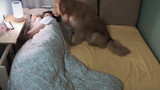 Tidur di sebelah anjing? Interaksi menggemaskan bayi 1 tahun & anjing.