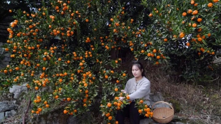 Making tangerine peel! Once You Make It, You Can Eat It for Several Years