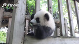 [Giant Panda Ji Xiao] "Silly Ji" Ashamed History