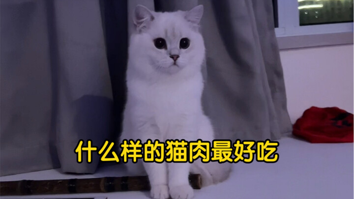 听到吃猫肉，他明显慌了！哈哈哈