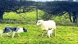 Dog vs Sheep