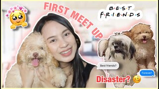 ANG UNA NILANG PAGTATAGPO ❤ | ANONG NANGYARI? TOY POODLE MEETS SHIH TZU | Princess Sarah Pagaduan