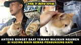 Pengunjung Kafe Dibuat Gemas, Melihat Kucing Lucu Temani Majikan Mengamen! Video Kucing Bikin Ngakak