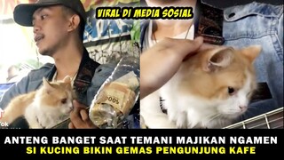 Pengunjung Kafe Dibuat Gemas, Melihat Kucing Lucu Temani Majikan Mengamen! Video Kucing Bikin Ngakak