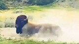 Buffalo on the side of highway