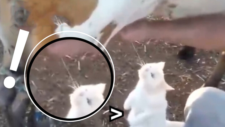 Cute Cat Videos Compilation