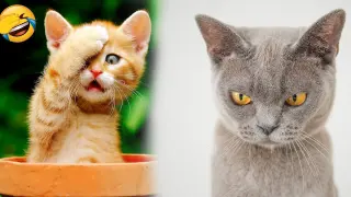 Funny animals - Funny cats / dogs - Funny animal video Compilation number 1