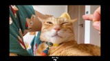 Chó mèo hài hước và dễ thương nhất_ cute dog and cat| An Vy