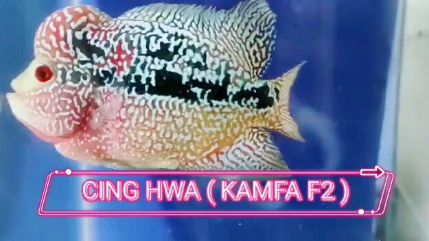 Flowerhorn Kamfa F2 Thailand