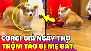 Biểu cảm 'NGÂY THƠ' của Corgi khi bị mẹ phát hiện 'TRỘM TÁO' trên bàn thờ ông địa 😅 Gâu Đần