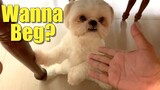 Shih Tzu Dog Tries to Beg for Food | Cute & Funny Shih Tzu Dog Video