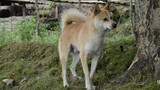 [Động vật]Một chú chó chăn cừu xinh đẹp