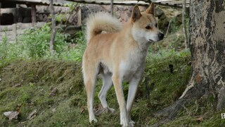 村里发现一只超帅中华田园犬，说它是整个B站最帅田园犬不过分吧