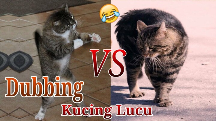 [Eng/Indo Sub] Video Kucing Lucu Jadi Preman Viral Bikin Ngakak - Funny Dubbing YU Damel