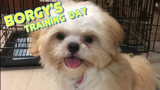 Borgy the Shih Tzu's Training Day- How To Train a Puppy