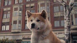 Hachi: A Dog's Tale - 2009