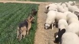 Domba: Apa salahnya menggigit?