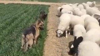 Sheep: What’s wrong with taking a bite?