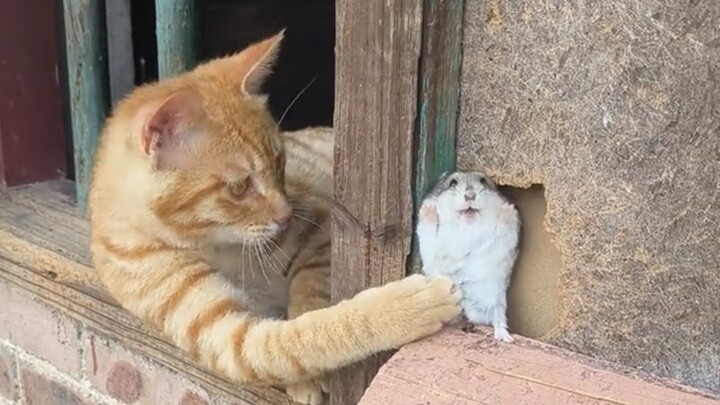 Cat: Notify the house mouse!