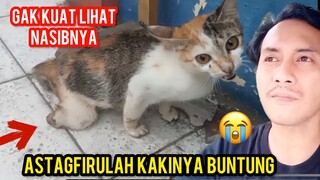 Allahu Akbar Kucing Kakinya Buntung Menangis Di Jalan Gak Kuat Saat Adopsi..!