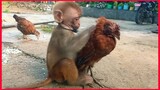 The Monkey Doesn't Want To Let Go The Chicken, Poor Chicken.