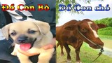 Dương KC | Bông Bé Bỏng Ham Ăn #3 | chó thông minh đáng yêu | cute smart dog pet | Thú Cưng TV