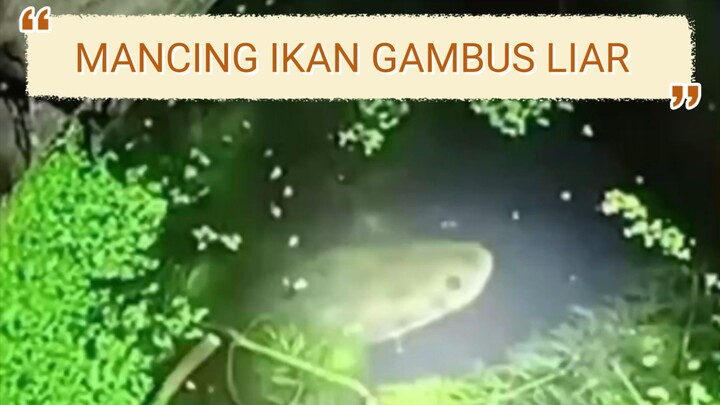 Mancing ikan gabus liar