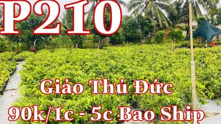 🔴 Hêt Hàng 🔴 mai vàng chơi tết p210 | mai giảo thủ đức giá 90k/1c bao ship 5c | mai trồng đất