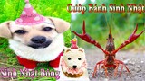 Thú Cưng TV | Dương KC Pets | Bông ham ăn Bí Ngô Cute #48 | chó vui nhộn | funny cute smart dog pets