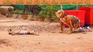 Những chiếc chó hài hước =)))