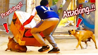 Serious Dog Prank Back Pranker Very Funny - Must Watch Most Funny Comedy Video Prank 2021