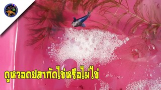 #ปลากัด# #korattv#ดูหวอดปลากัดมีไข่หรือไม่มีไข่สไตล์korattv