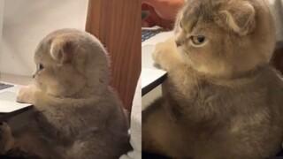 so cute! A cat in Zhejiang’s happy time was interrupted, and his eyes instantly turned cute. Netizen