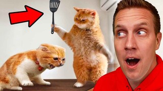 Funniest Animals On The Internet!