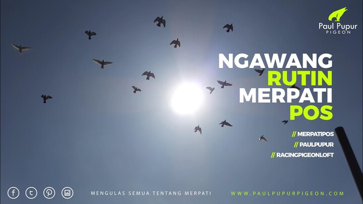 MELATIH BURUNG MERPATI POS NGAWANG RUTIN